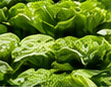 Close-up of fresh green leafy lettuce heads ready for refrigerated produce trucking with Elite Logistics