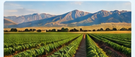Rows of green vegetable crops stretching toward mountains in a western produce growing region served by Elite Logistics produce trucking